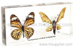Comparison of Moth & Butterfly Plastomount Educational Embedded Specimen