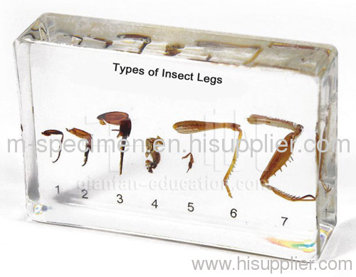 Types of Insect Legs Plastomount Educational Embedded Specimen