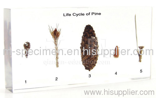 Life Cycle of Pine Embedded Specimen Block