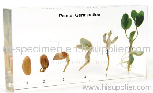 Peanut Germination Embedded Specimen for Teaching