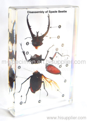 Disassembly of Spade Beetle Teaching Embedded Specimen
