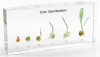 Corn Germination Plastomount Embedded Specimen