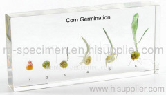 Corn Germination Plastomount Embedded Specimen