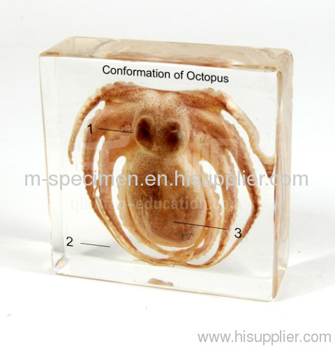 Conformation of Octopus Biology Embedded Specimen