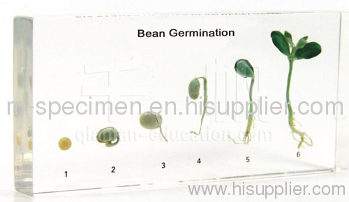 Bean Germination Teaching Embedded Sepcimen