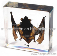 Bat Plastomount Embedded Specimen