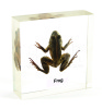 Frog Plastomount teaching Embedded Specimen