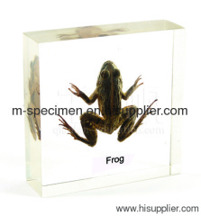 Frog teaching embedded specimen