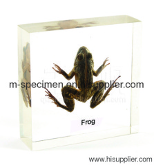 Frog Plastomount teaching Embedded Specimen