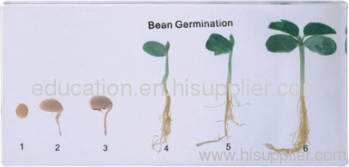 Bean Germination