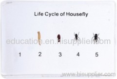 Life Cycle of Housefly