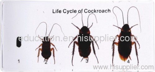 Life Cycle of Cockroach