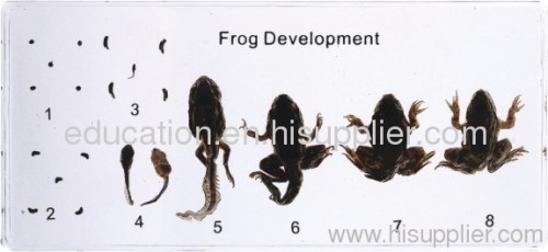 Frog Development