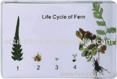 Life Cycle of Fern