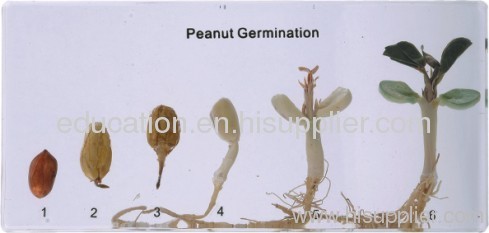 Peanut Germination