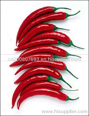 HOT CHILI PEPPER