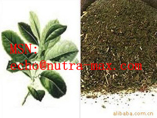 Yerba Mate Extract paraguariensis erba Mate P.E.