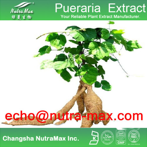 Pueraria Extract 40% Isoflavnis Pueraria extract