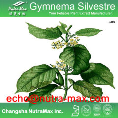 Gymnema Silvestre plant Extract