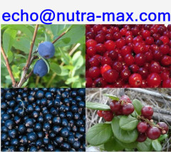 Bilberry Extract 25% Anthocyanidins