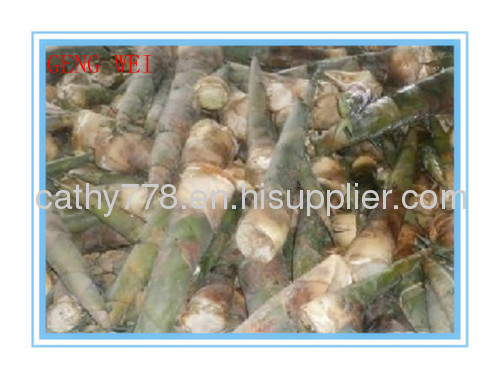 Canned bamboo shoot strips/diced/sliced/sliced