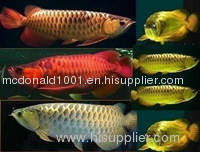 AROWANA FISHES