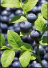 Bilberry extract