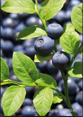 Bilberry extract