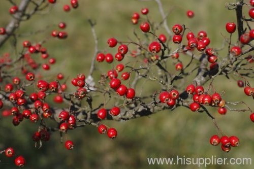 China hawthorn berry extract