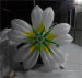 Inflatable Lighting Party Flowers