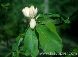 Magnolia Officinalis Extract;honokiol 10% to 65%