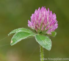 China red clover extract trifolium pratense isoflavones