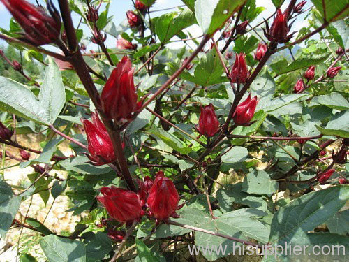 Roselle extract spec: 4-1,10-1;