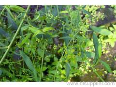 China radix bupleuri bupleurum chinense DC