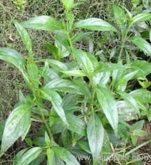 China Belladonna Extract