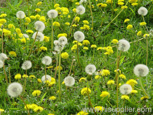 China Dandelion Extract