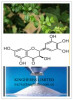 China Vine Tea Extract