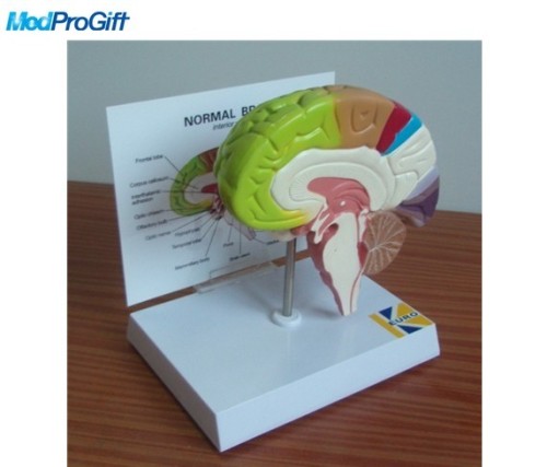 human brain model,medical teaching model