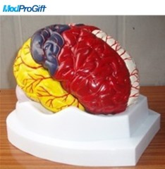 human brain anatomy model