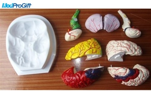 human brain anatomy model-parts