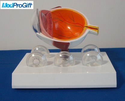 medical teaching eye model,medical anatomy model,gift medical model