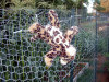 Hexagonal Wire Fence, Zoo Fence PVC Coated