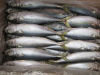 Frozen pacific mackerel whole round