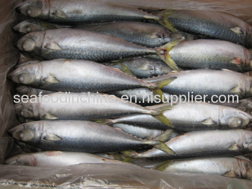 Frozen pacific mackerel whole round