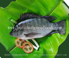 frozen tilapia whole round tilapia gs