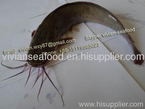 poisson chat Catfish Frozen Catfish Poisson Chat Barge