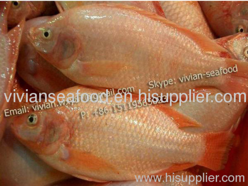 tilapia entier congele Oreochromis Niloticus Cichlidae