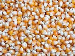 Yellow corn, grade 2 yellow maize for animal feed