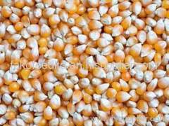 yellow corn for animal feed