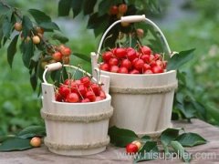 Malpighia glabra Extract-Acerola Extract